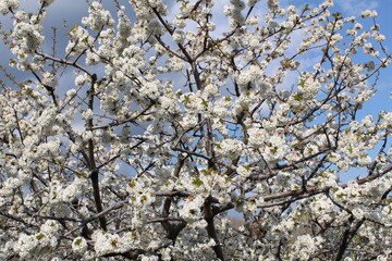 Cherry Blossom at the Jerte Valley, Extremadura, Spain.