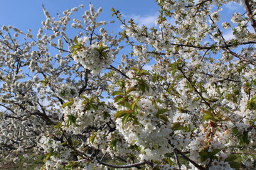 Cherry Blossom at the Jerte Valley, Extremadura, Spain.