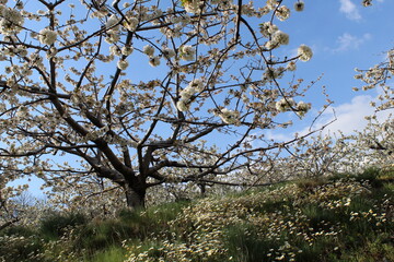 Cherry Blossom at the Jerte Valley, Extremadura, Spain.