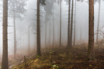 bosco nella nebbia