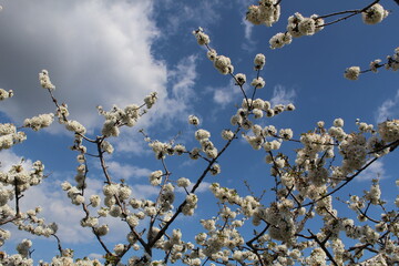 Cherry Blossom at the Jerte Valley, Extremadura, Spain.