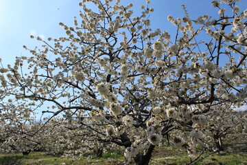 Cherry Blossom at the Jerte Valley, Extremadura, Spain.