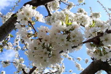 Cherry Blossom at the Jerte Valley, Extremadura, Spain.