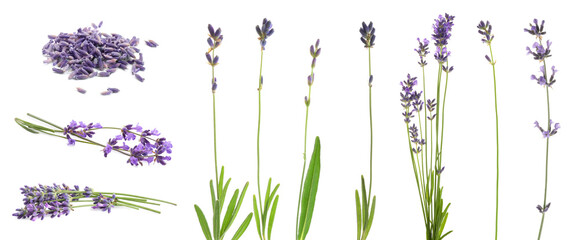 Set of lavender flowers on white background. Banner design © New Africa