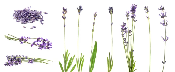 Gordijnen Set of lavender flowers on white background. Banner design © New Africa