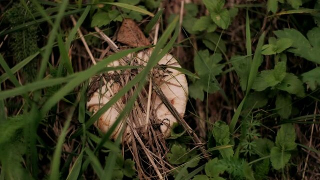 Autumn  mushrooms grow in green dead grass