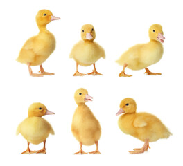 Collage with cute fluffy ducklings on white background. Farm animals