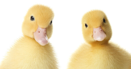 Two cute fluffy ducklings on white background. Farm animals