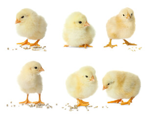 Collage with cute fluffy chickens on white background. Farm animals