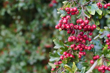 Obraz premium Red Berries hanging from a tree