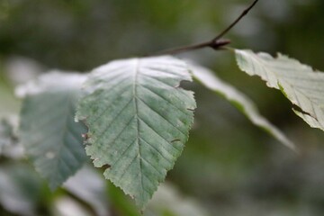 frost on leaves