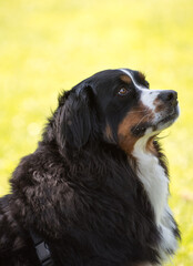 bernese mountain dog in the grass