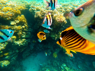 Underwater colorful tropical fishes at coral reef at Red Sea. Blue water in Ras Muhammad National Park in Sinai, Egypt