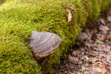 Obraz premium Fomen fomentarius (Zunderschwamm) im Bergwerkswald, Grossen-Linden, Hessen, Deutschland