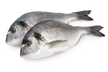 Fish dorado isolated on white background with clipping path and full depth of field.