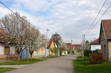 spring in Backi Petrovac, Vojvodina, with blooming cherry trees