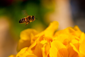 Biene im Flug © Ralf