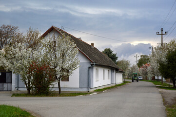 spring in Backi Petrovac, Vojvodina, with blooming cherry trees