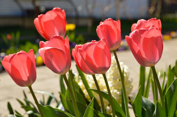 pink blooming tulips in sunlight