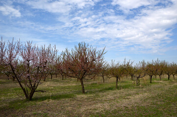 peach orchard with young blooming trees with blue sky in the background