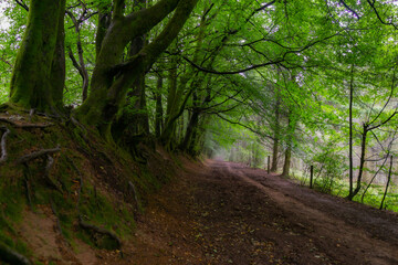 Fototapeta na wymiar The footpath at Dead Woman's Ditch on the Quantocks leads into a misty distance