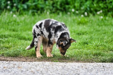 dog on grass, photo as a background , australian german shepard sheperd dog