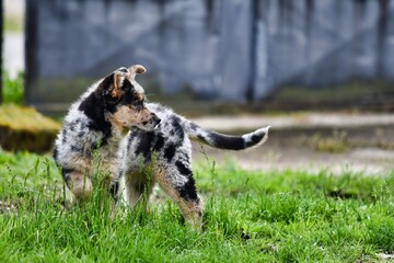 dog on grass, photo as a background , australian german shepard sheperd dog