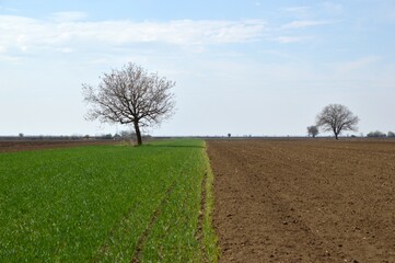 agricultural fields in spring, vojvodina
