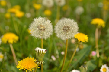 dandelion bulbs withe seeds close up