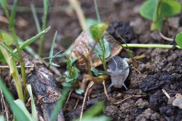 An snail moving in an orchard