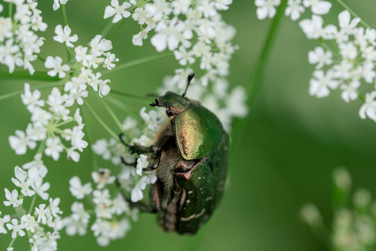 Cetonia aurata golden beetle on flower