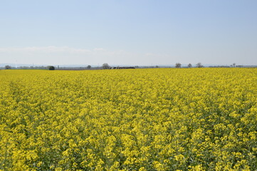 Obraz premium blooming rape oil field with blue sky 
