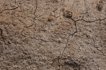 Obraz premium Dried cracked earth soil ground texture background.