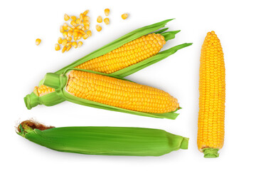 ear of corn isolated on a white background. Clipping path. Top view. Flat lay. Set or collection