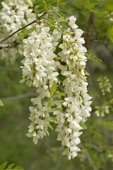 branch of white acacia tree in bloom