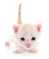 Kitten on white background.