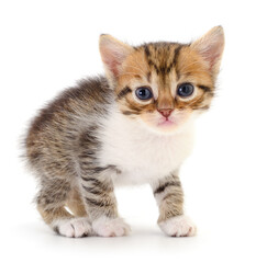 Kitten on white background.