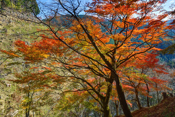 吉野山の紅葉