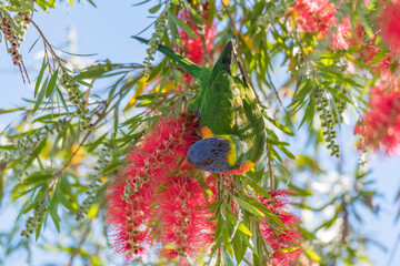 Rainbow Lorikeet in the Bottlebrush