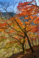 Fototapeta na wymiar 吉野山の紅葉