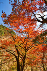 吉野山の紅葉