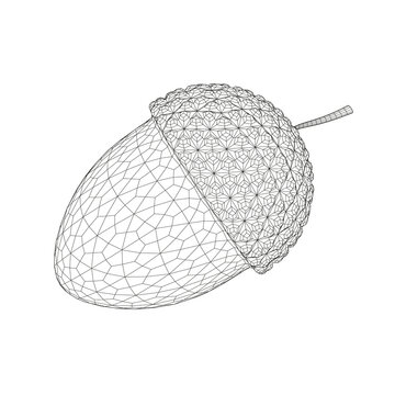 Acorn wireframe from black lines isolated on white background. 3D. Vector illustration