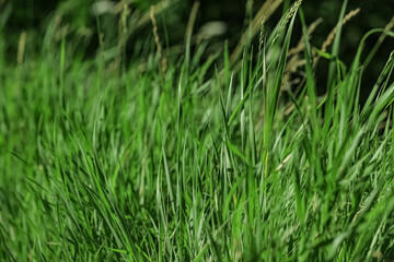 Beautiful green grass outdoors on sunny day