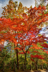 吉野山の紅葉