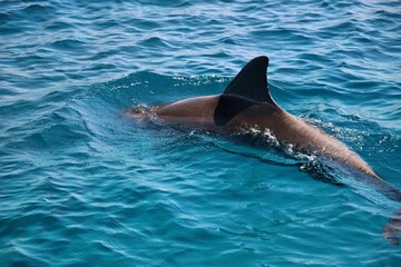 Obraz premium dolphin in the water