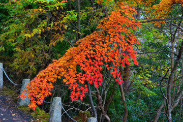 吉野山の紅葉