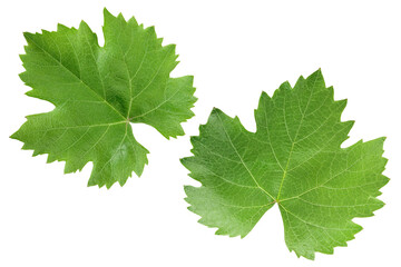 Grape leaf isolated on white background with clipping path and full depth of field. Top view. Flat lay
