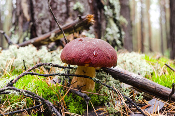 white mushroom close up in coniferous forest blurred background Boletus edulis