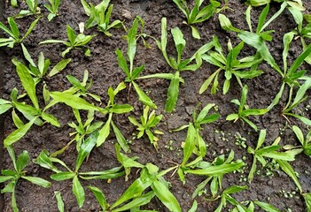 Lots of green coriander plants that grow beautifully on the ground.