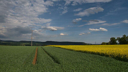 Blooming rapeseed field with rape flowers (brassica napus) and cultivated grain with tractor tracks and power poles at sunny day (partly cloudy) near Donaueschingen at the edge of Swabian Alb.
